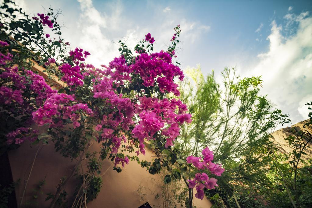 La Terrasse Des Delices Bed & Breakfast Ouarzazate Eksteriør bilde